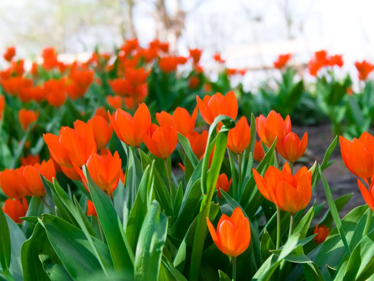 optimal planting time for tulip bulbs in Zone 6 for impressive blossoms.
