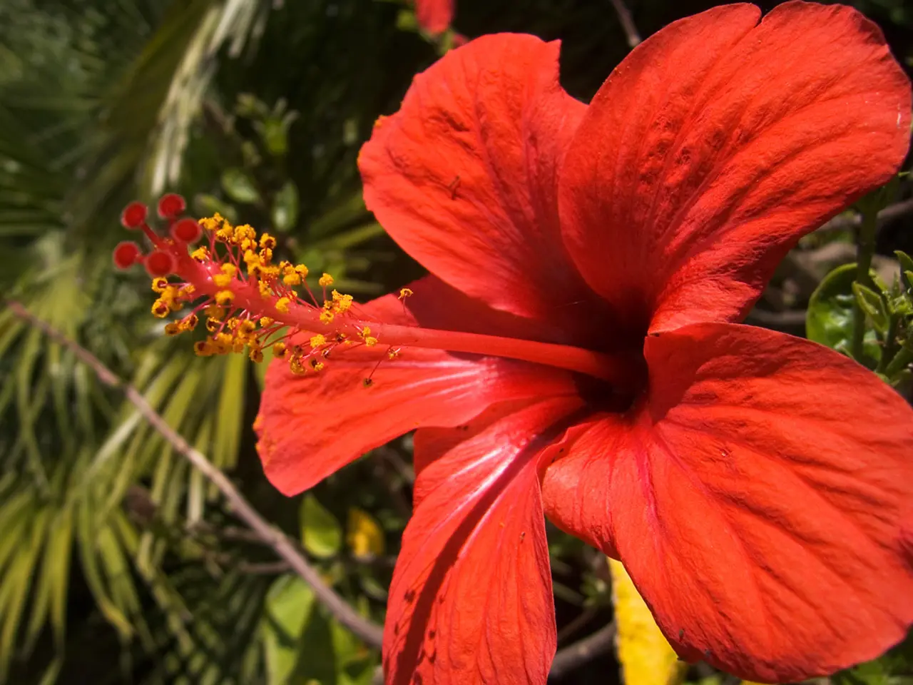 Hibiscus in Distress: Identifying Issues and Providing Solutions for Flourishing Flowers