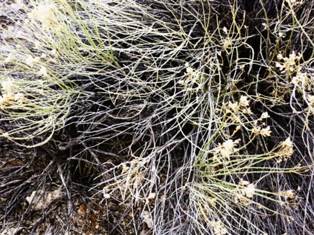 Hardy Plants Thriving in Sandy Soil: Nature's Resilient Wonders