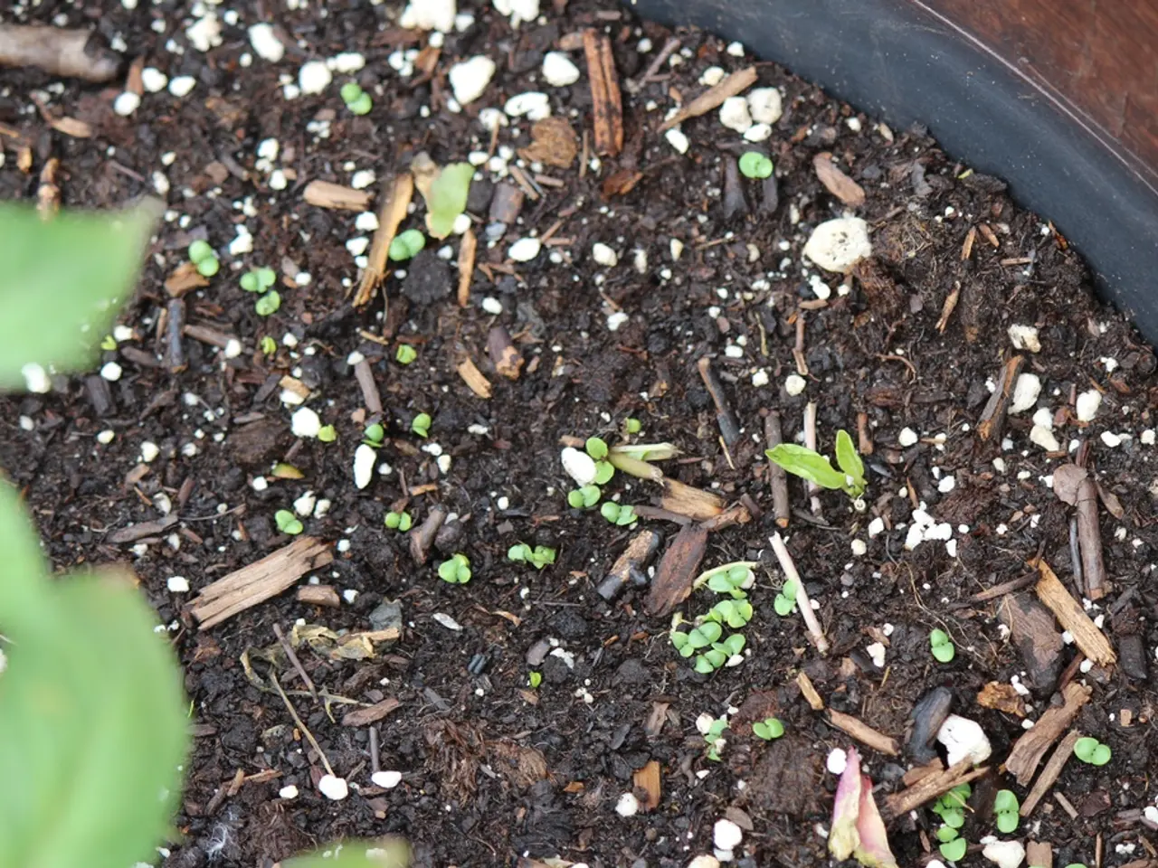 Potential Contaminants in Your Garden Soil: Ponder these Questionable Substances