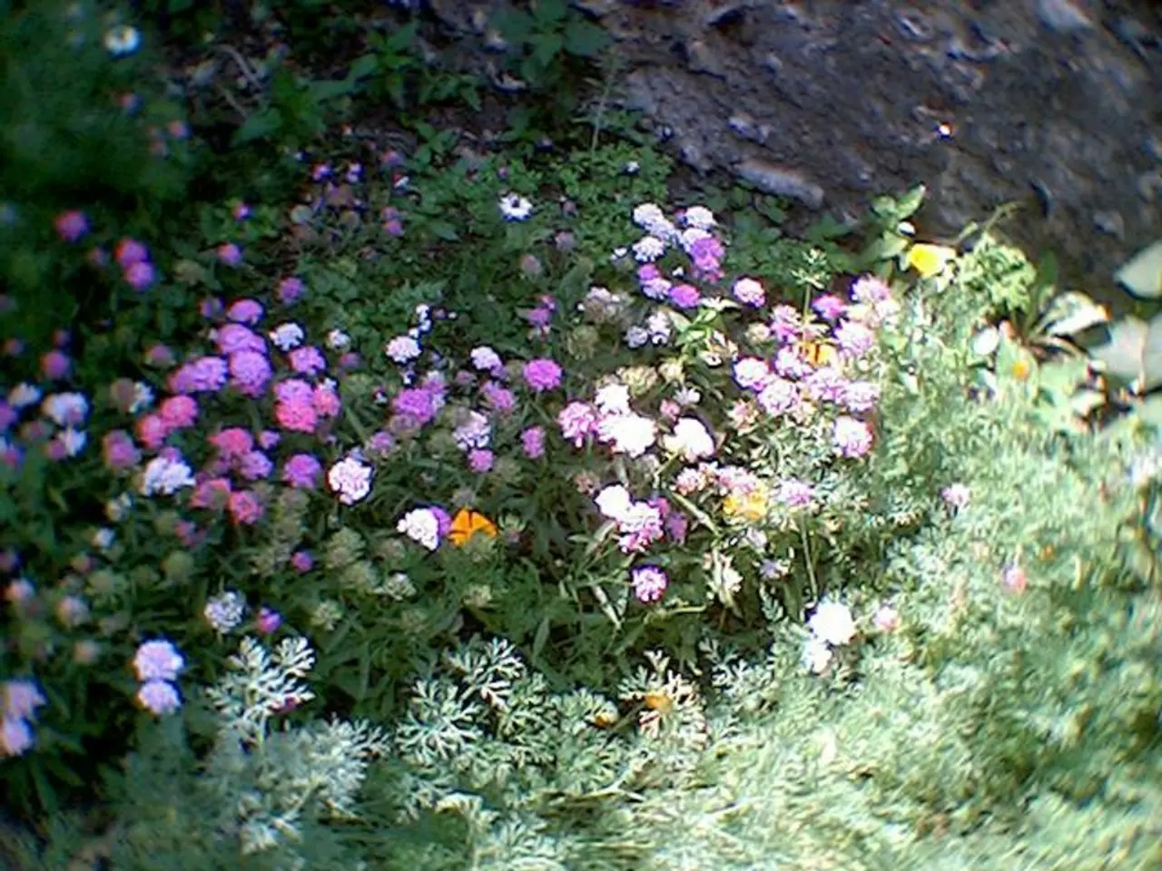 Transform Your Garden into a Charming Cottagecore Haven with These 9 Enchanting Plant Ideas,...