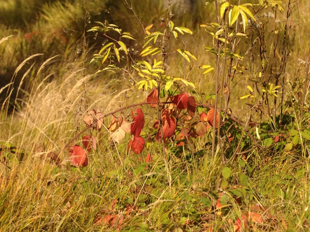 Strategies for Maintaining Lush Greenery in Minimum Spacious Outdoor Areas