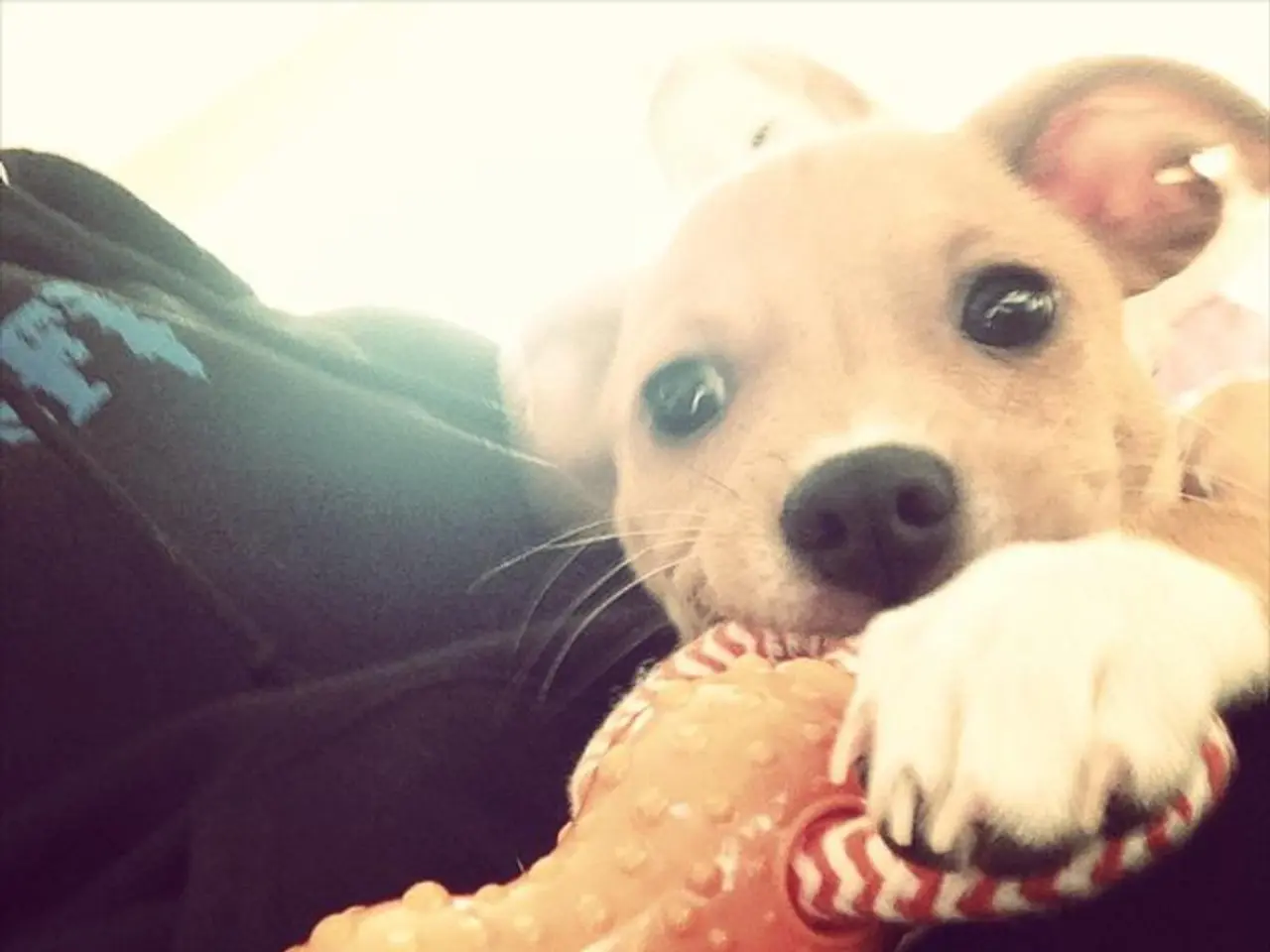 Shr*; a miniaturized canine exhibiting an impressive character