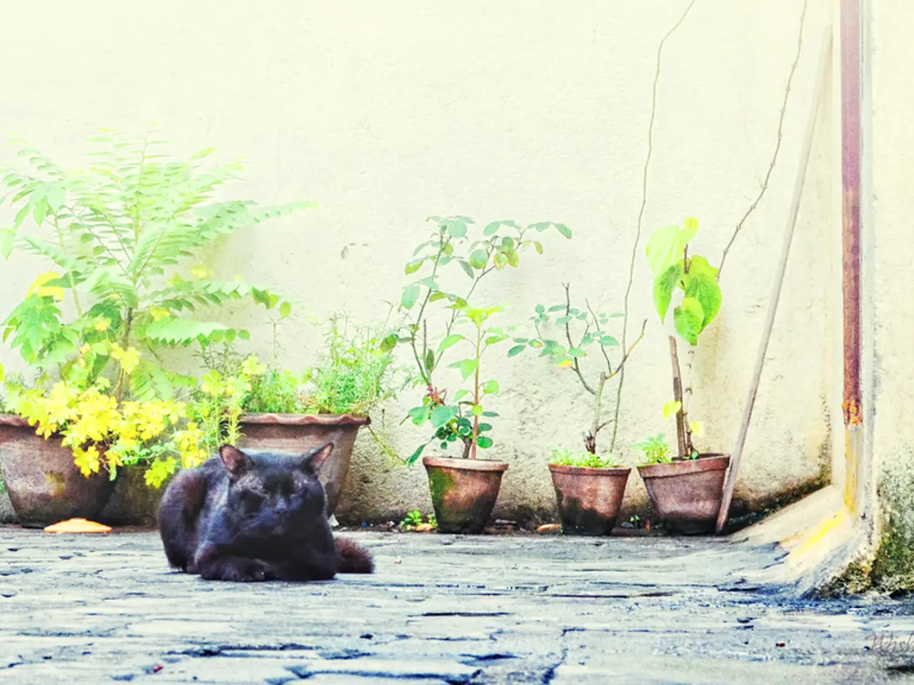 Safe Houseplants for Your Cat: Over 50 Options for Your Feline Companion