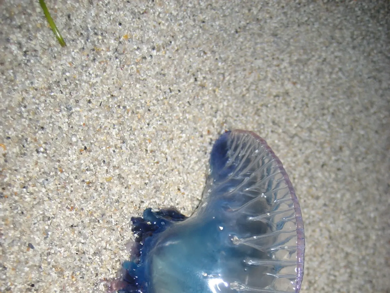 Eliminating Pests for Good: A Comprehensive Guide