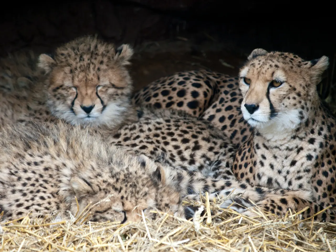 Leipzig Zoo Hosts Newborn Ozelot