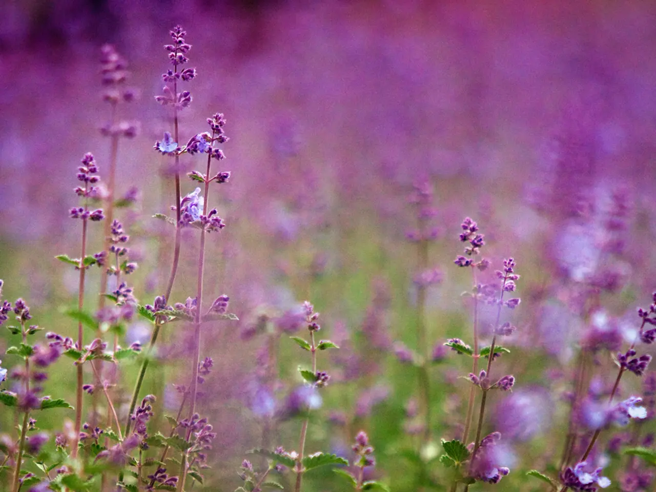 Nine Strategies for Revitalizing a Fading Lavender Bush