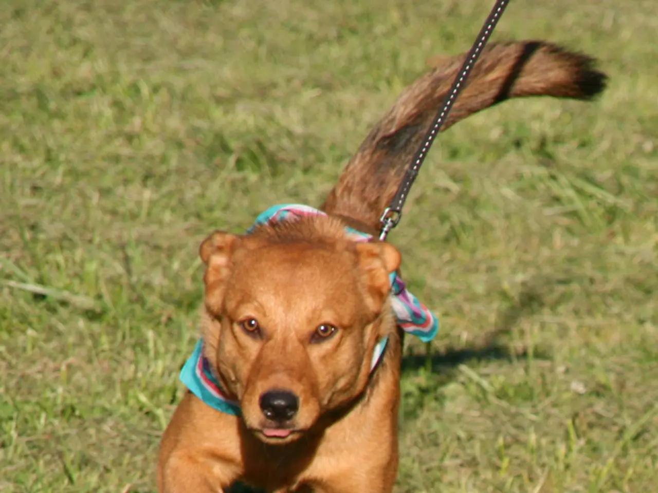 Dog enthusiasts advocate for spacious areas in Rödermark: Peace amidst obligations