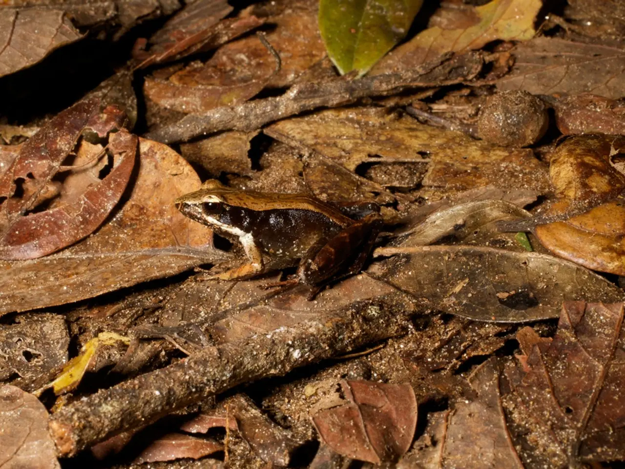 Detailed Instructions: Store Gladiolus Bulbs Correctly to Grow Beautiful Blooms in Summer Months...