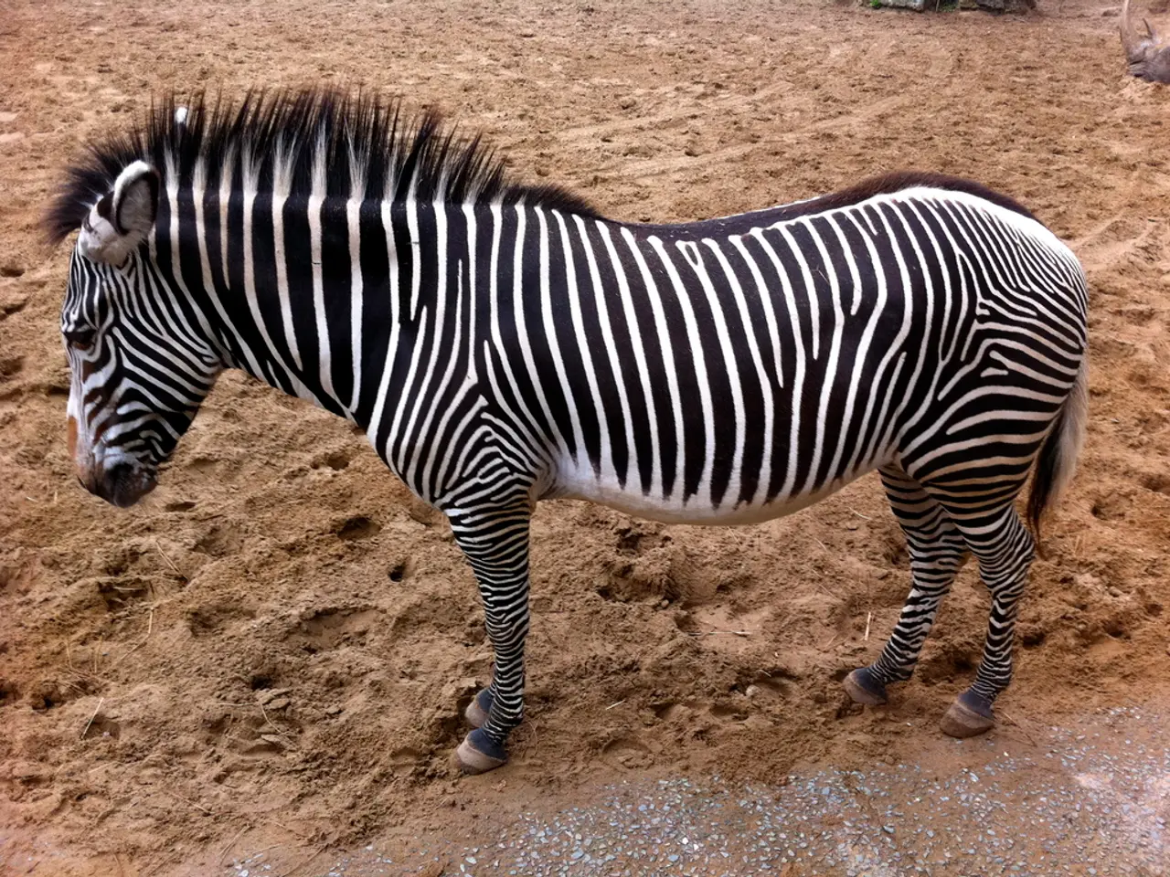 Majestic Zebras: Unveiling the Fascinating Striped Creatures of Nature's Realm