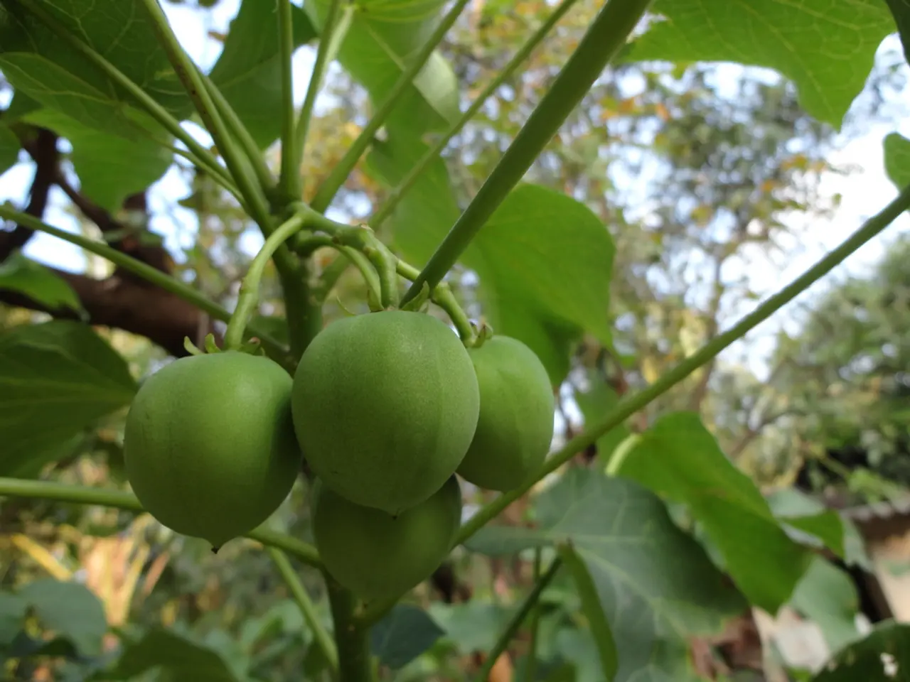 Optimized Techniques for Cross-Pollination in Fruit Tree Farms