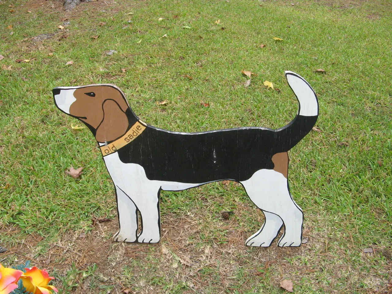 Launching a Canine Lodging Enterprise: Crucial Guide and Advice