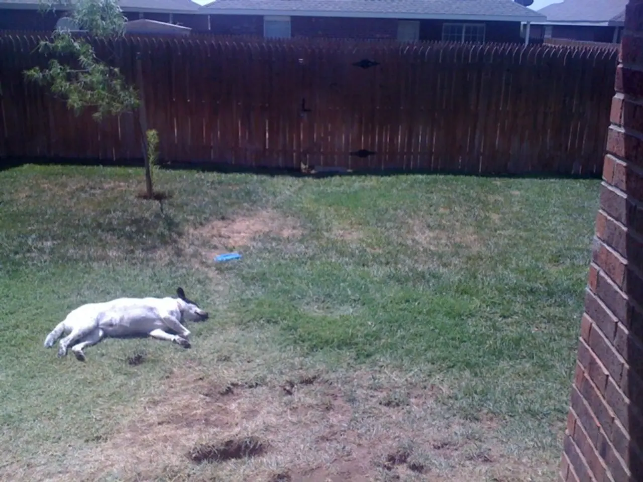 In this picture we can see a dog lying on the ground, fence, wall and in the background we can see...