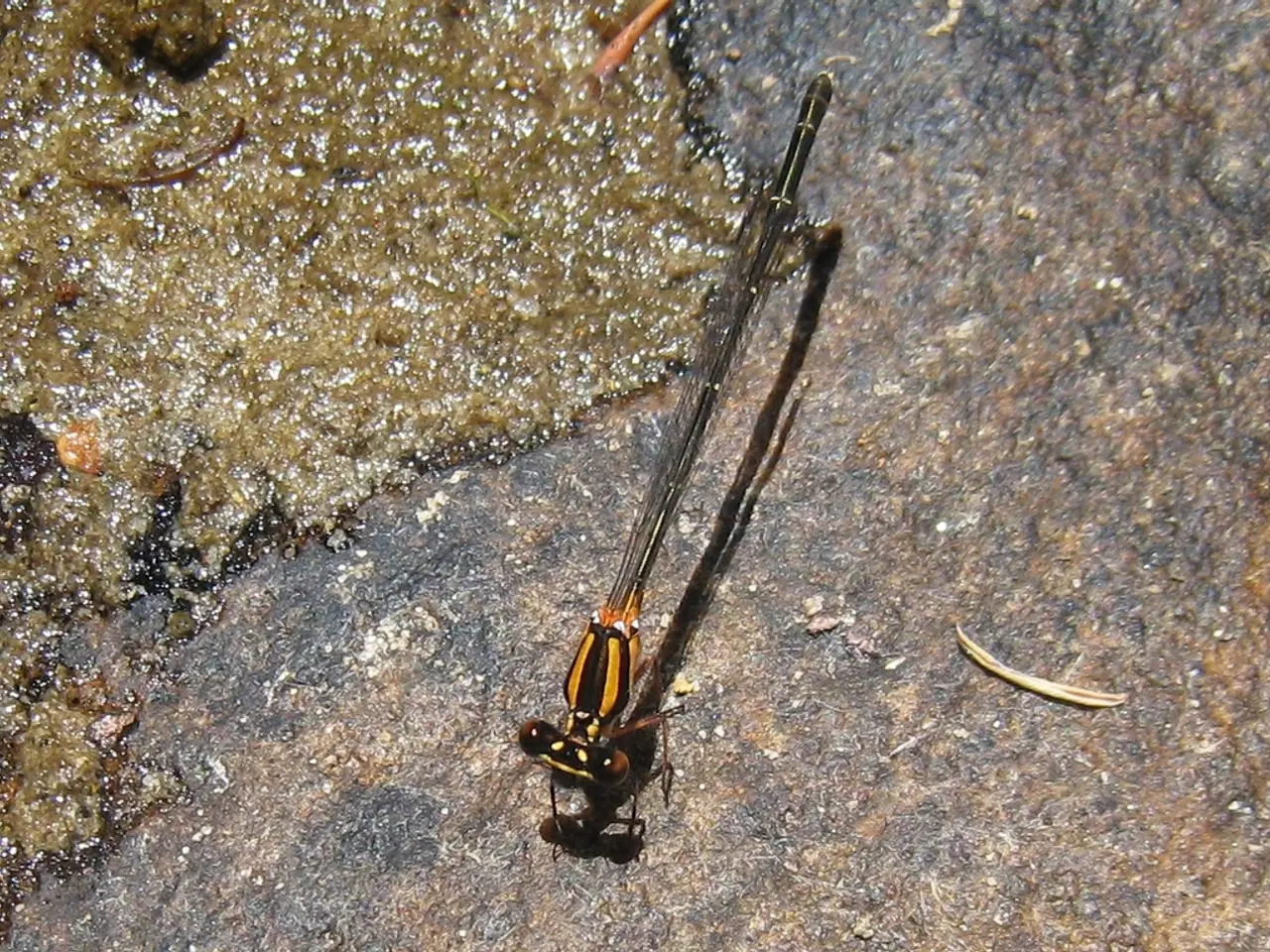 In this image there is a dragonfly on a surface.