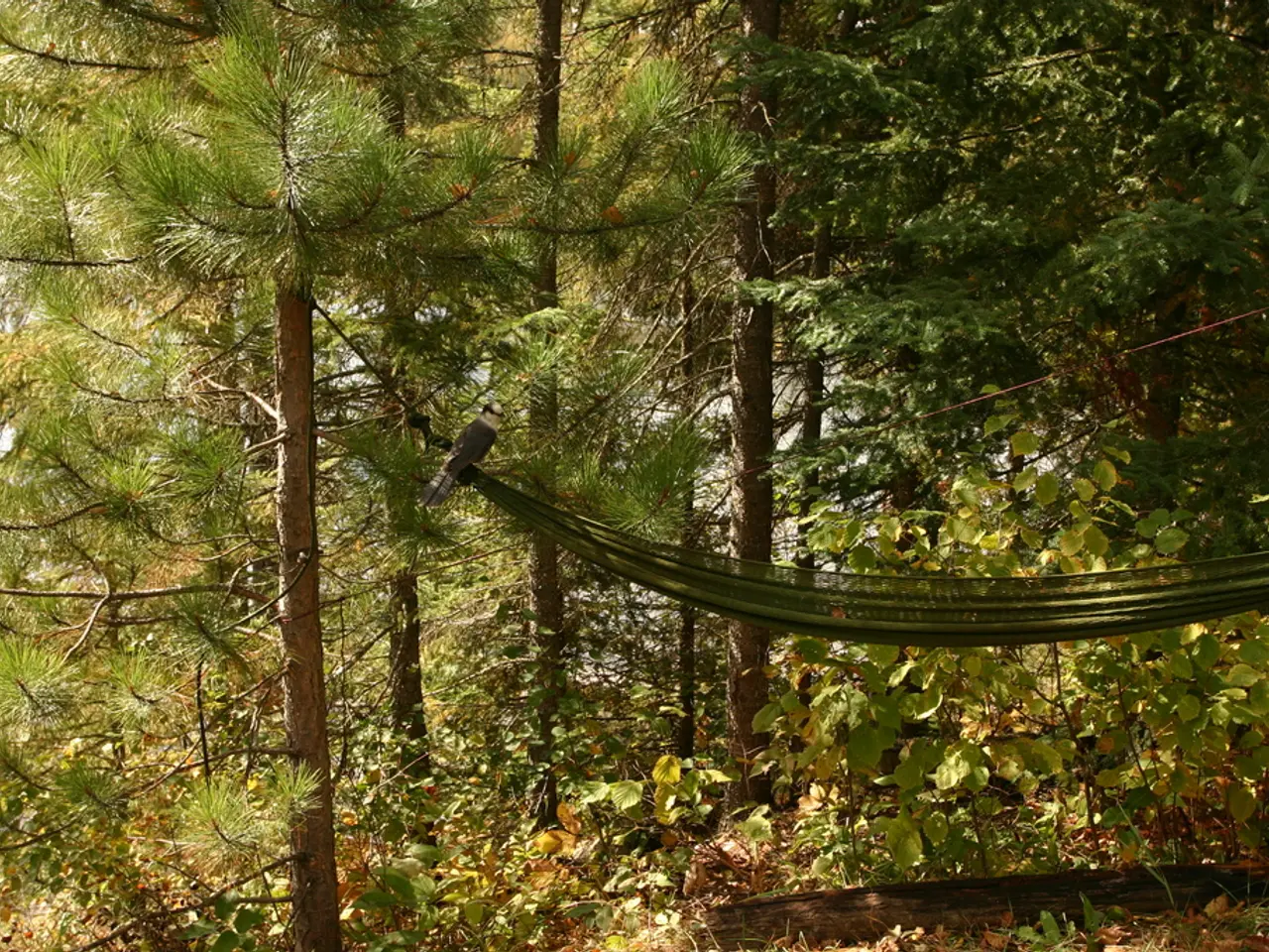 In this picture we can see a cloth made as a swing, wooden log, ropes and in the background we can...