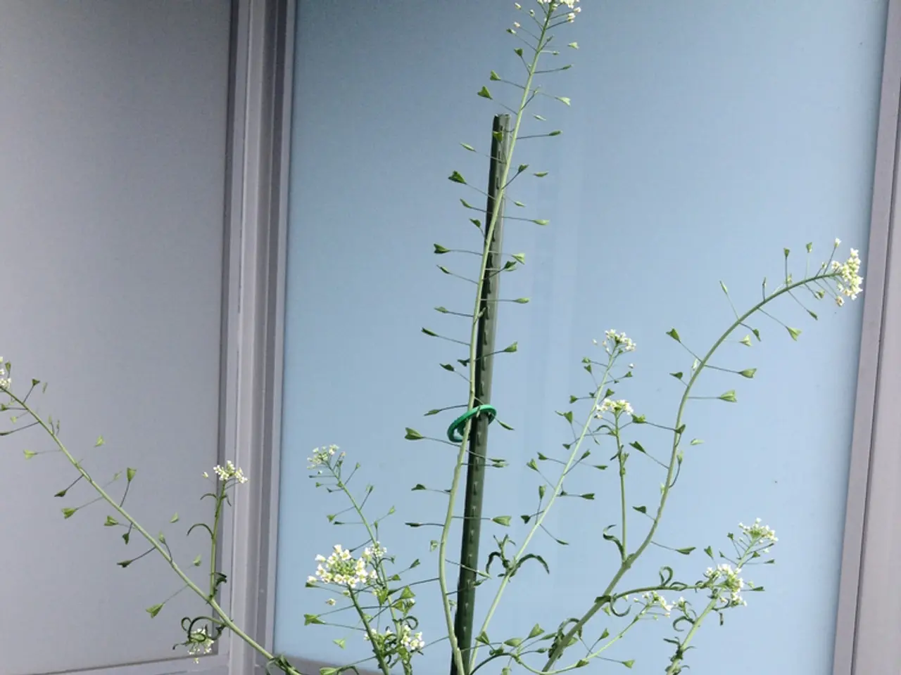 In this image we can see there is a plant pot in the balcony of a building.