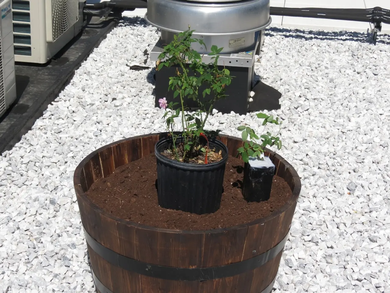 In this picture there are plants in the center of the image and there is a container at the top...