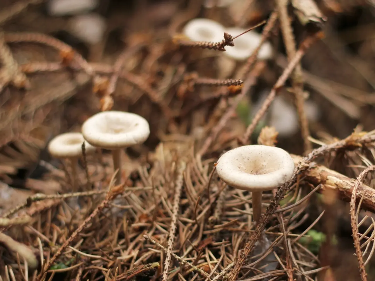 In this image, we can see mushrooms and in the background, there are dry leaves.