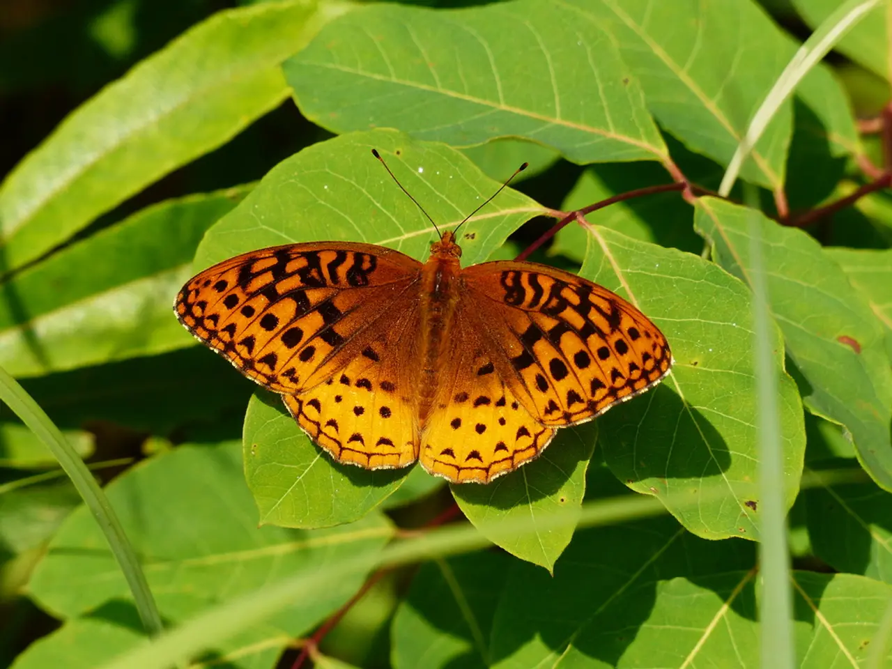 In this image we can see the butterfly on the leaves.
