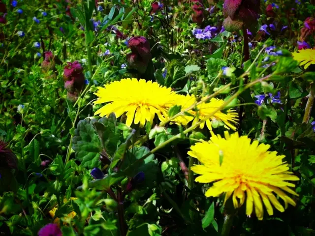 Top 7 Vibrant, Stunning Blossoms Globally