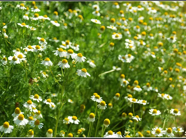 Spectacular Blossom Sites, Worthy of Every Traveler's Wish List
