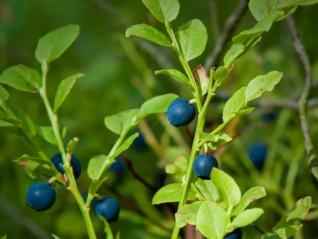 Pruning Bush Fruits for Optimal Growth