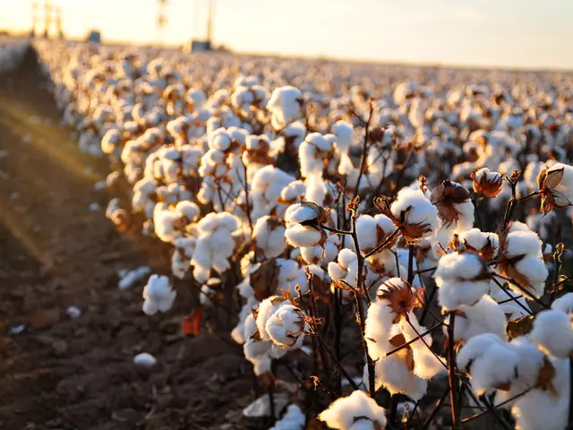 Strategies and hints: moistening container plants throughout the festive season