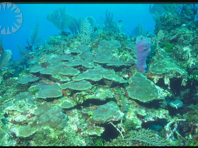 Optimizing Tomato Plant Watering: Unveiling the Ideal Time for Irrigation to Avoid Potential...