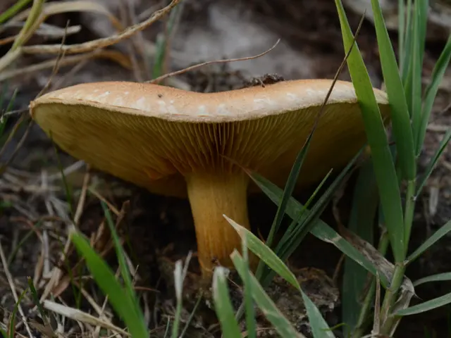 Inquiry: Concealed Among Fungi: Locating the Rodent in the Mushroom Woodland