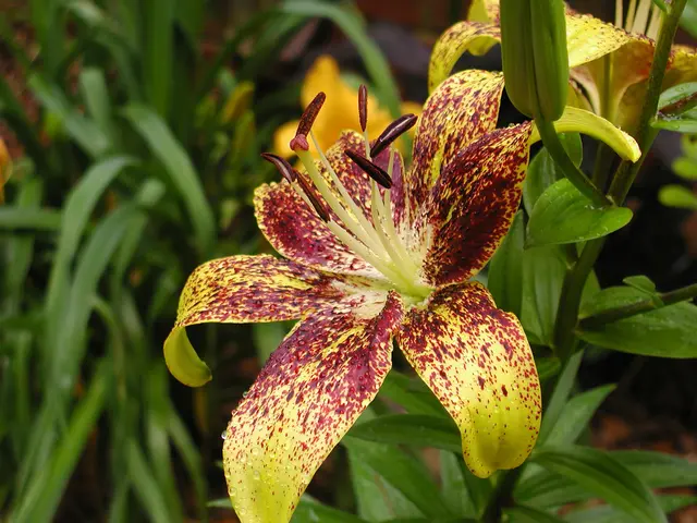 Blooming Fritillaries Ideal for Spring Arrangements: Guide to Cultivation and Spectacular Varieties...