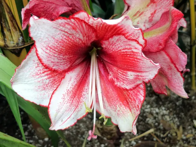 Successful Eggplant Cultivation in Soil: Unveiling the Pivotal pH Level for Productive Yields