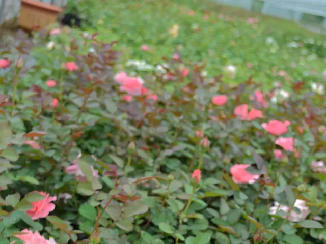 Swift-Growing Perennial Transforms Pots into High-End Flower Displays Instantly, Thanks to its...