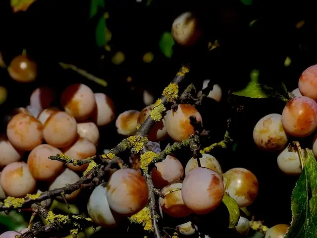 Weekly Gardening Guide: A Detailed Schedule for Spring Planting in Your Garden