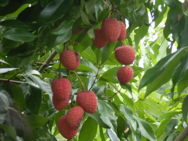 Preserving Blossoming Strawberries from Spring Frost Crisis