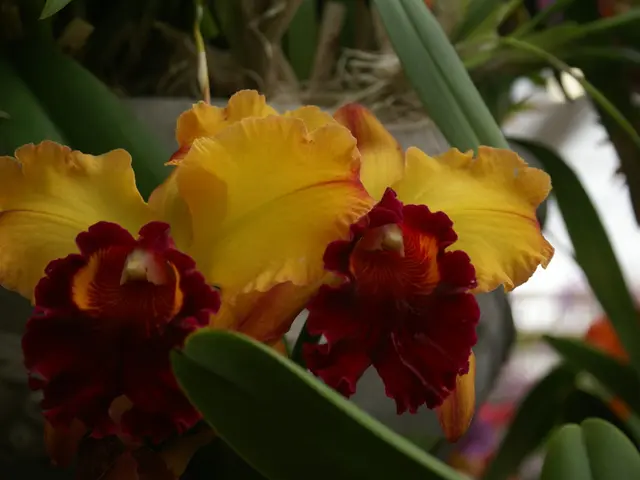 Comprehensive Guide on Amaryllis Re-Potting for Enhanced Flowering and Stronger Plant Growth