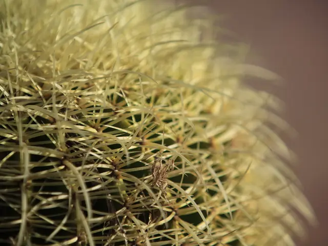 Revamped Guide for Thanksgiving Cactus Repotting: Tips to Nurture Vibrant Plants Successfully