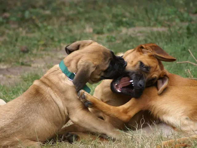 Western Canine Monikers for Men and Women, Curated by Monica Weymouth, Published on February 1st,...