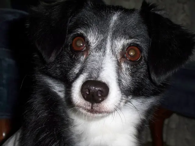 Unveiling Canine Behavior Secrets: Trainer Reveals a Surprising Solution for Improved Pet Manners!