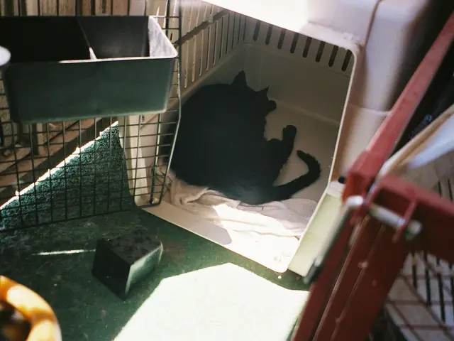 Bathing Your Pet Dog at Home: Important Factors to Consider Before Getting Started