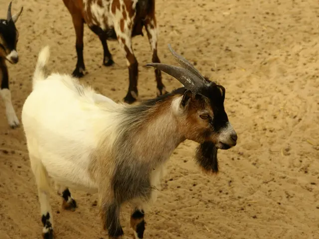 Compare Sand and Naked Bottom for Your Aquarium Reef: Which Option Suits You Best?