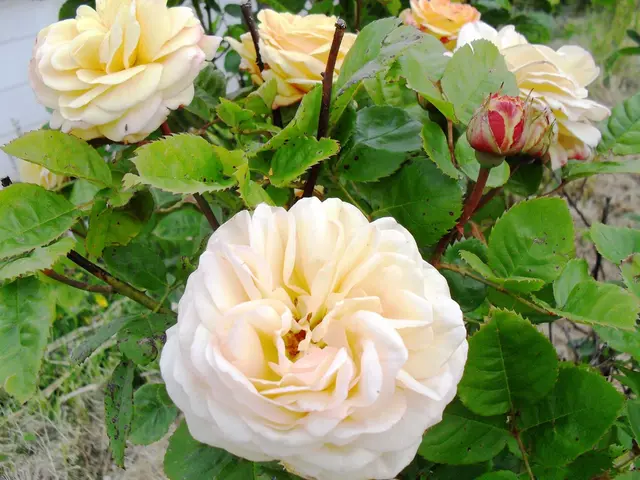 Easy-to-maintain Yard Plants: A List of 9 Reliable Species That Thrive Despite Neglect