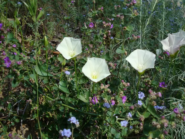 Springtime Blossoms in Siberia: The Arrival of the Siberian Squill