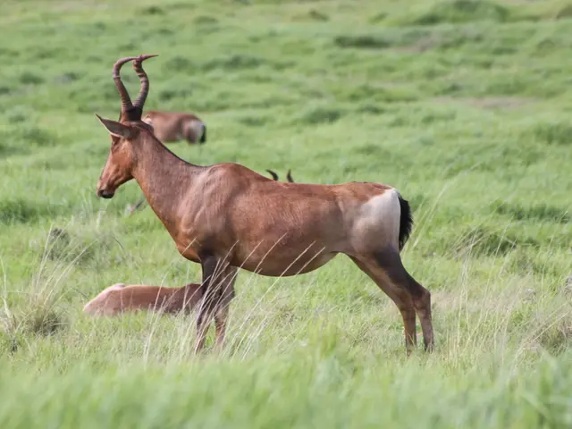 Increased Attention for Igel & Co.