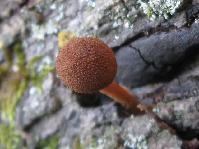 Comprehensive Guide on Cork Bark (Including Bioactive and Hardscape)