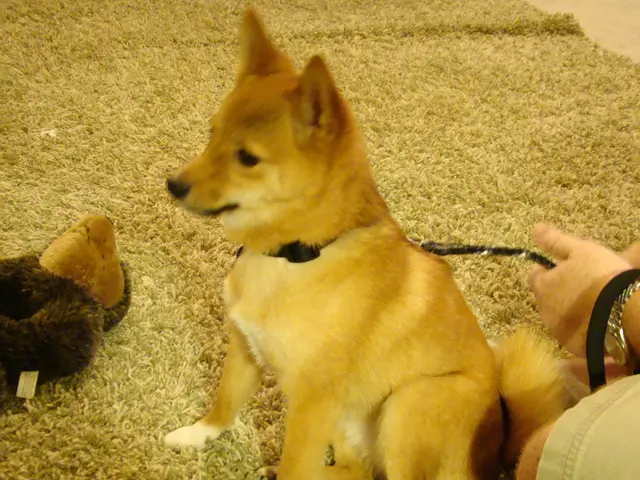 Strategies for Curbing a Puppy's Nibbling Habit