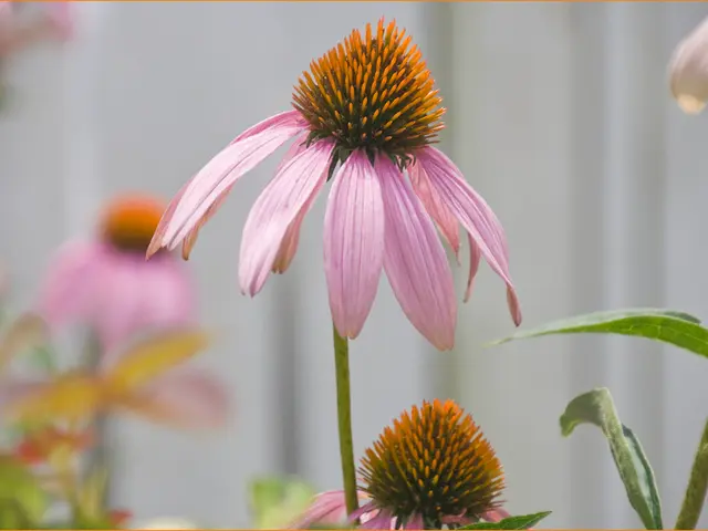 Vibrant Blooms: Top 12 Spectacular Pink Flowers for a Stunning Garden Display