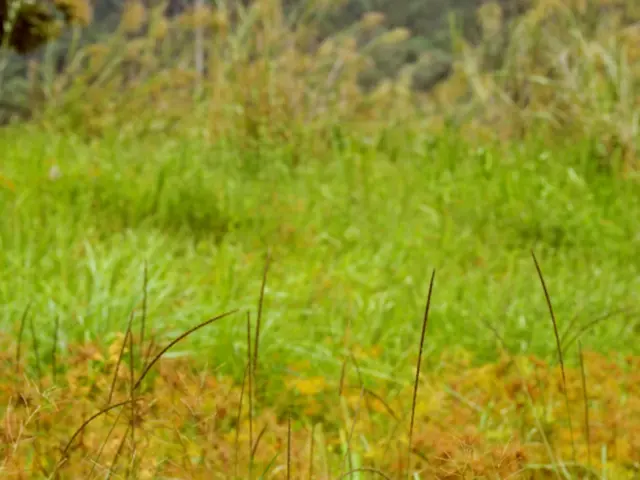 Ideal Fertilizing Time for Vibrant New Grass Growth: Understanding the Peak Moment for Plush Lawn...