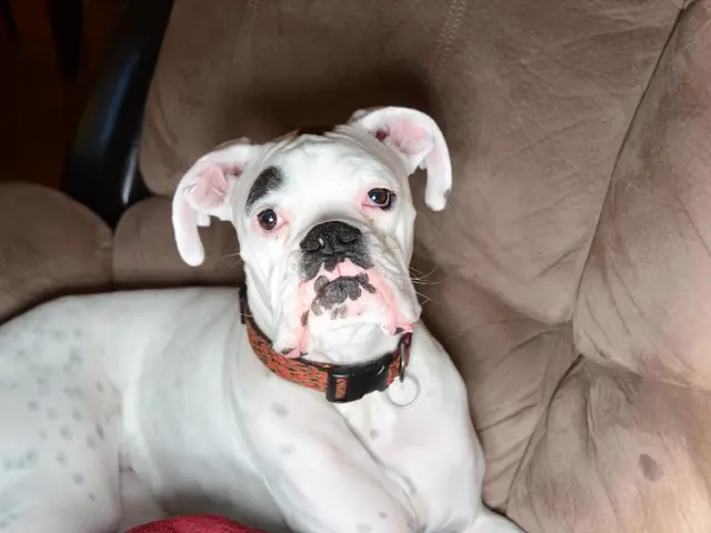 Strategies for Removing Dog Urine from Suede Material Effectively, or Practical Approaches to...