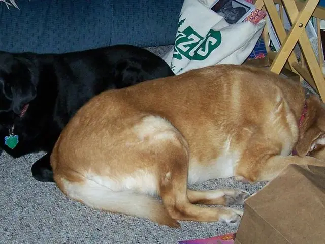 Transformed patio's aesthetics due to unsightly dog bed - replaced it with budget-friendly option...