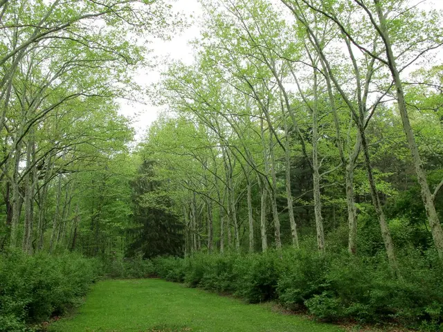 Green Spaces for a Warming World (KOR)